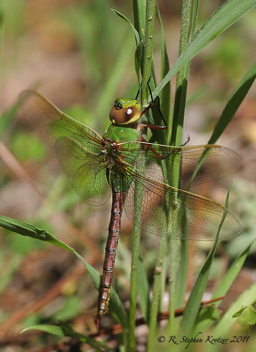 Anax junius, female